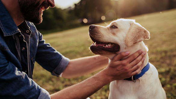How to Choose the Right Pet for Your Lifestyle